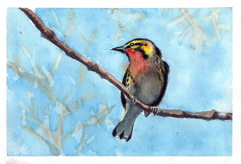 wco-bird01