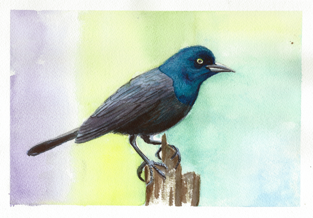 wco-bird02