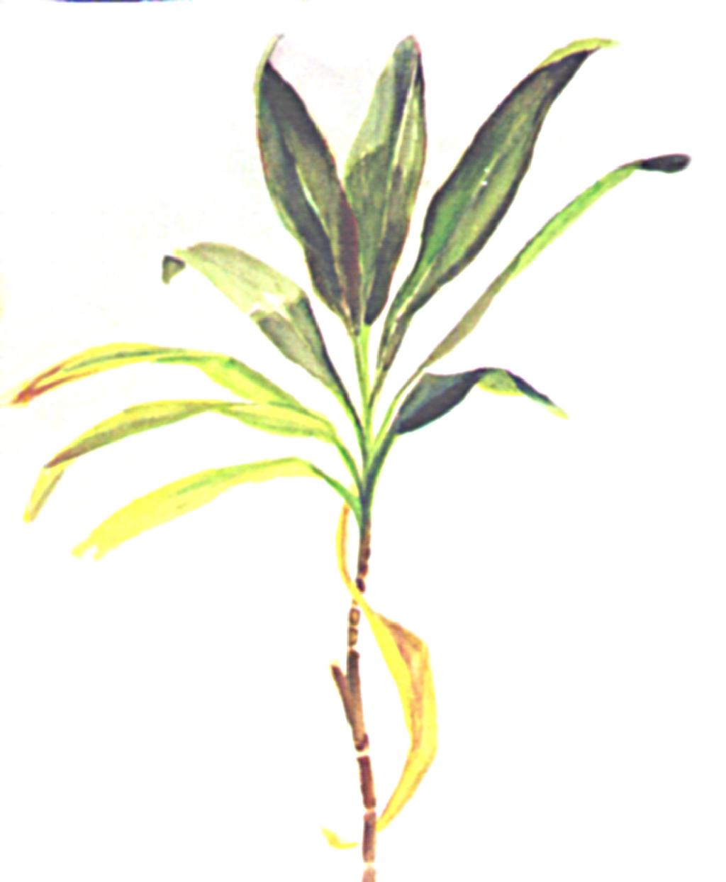 wco-plant01